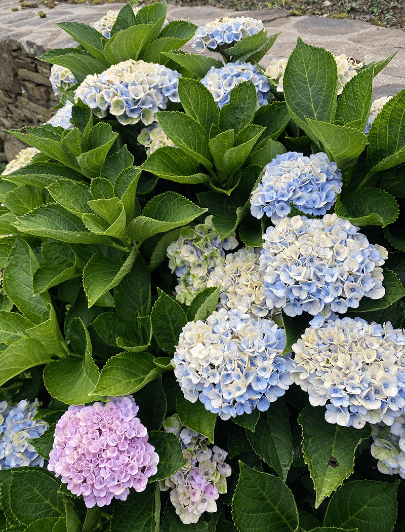 Hydrangea macrophylla (1)