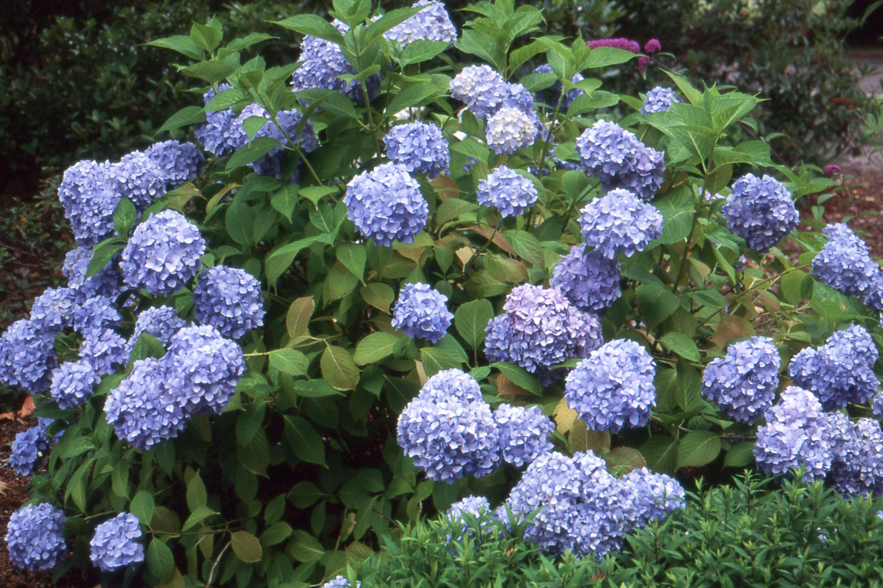 Hydrangea macrophylla (10)