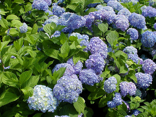 هیدرانژه آ هیدرانژه آ