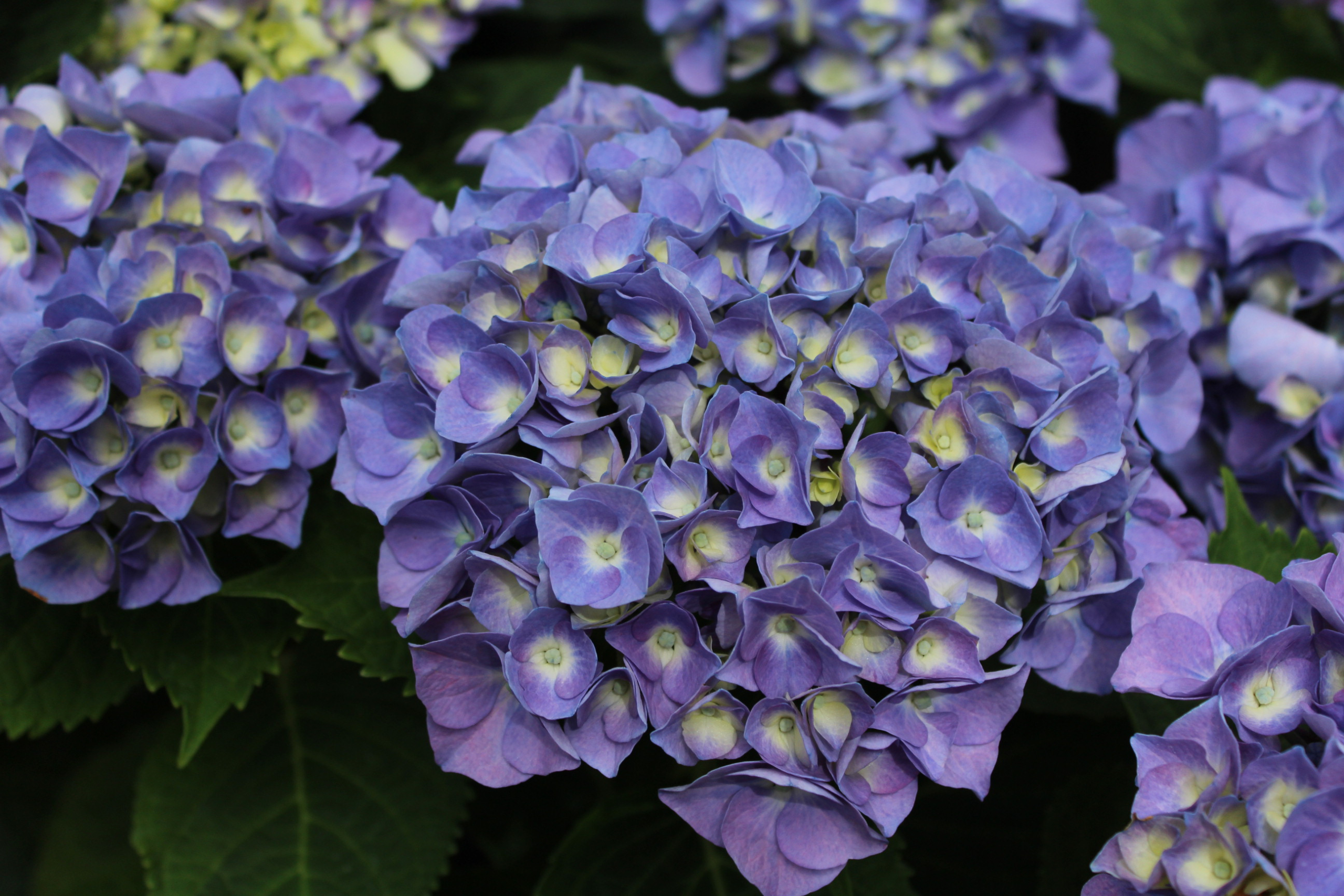 Hydrangea macrophylla (5)