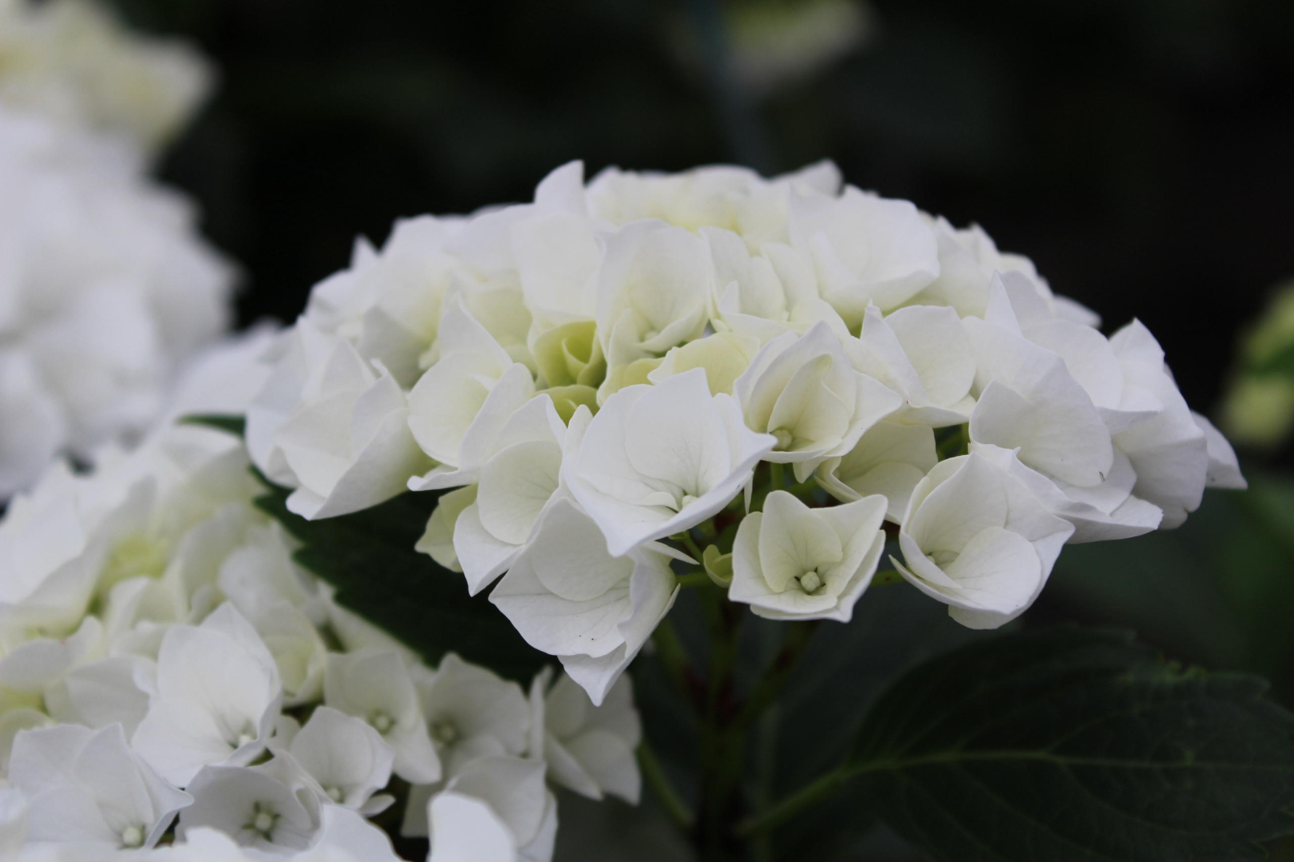 Hydrangea macrophylla (6)
