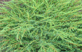 ژونی پروس خزنده