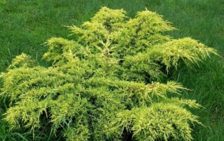 ژونی پروس