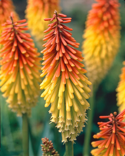 Kniphofia uvaria (2)