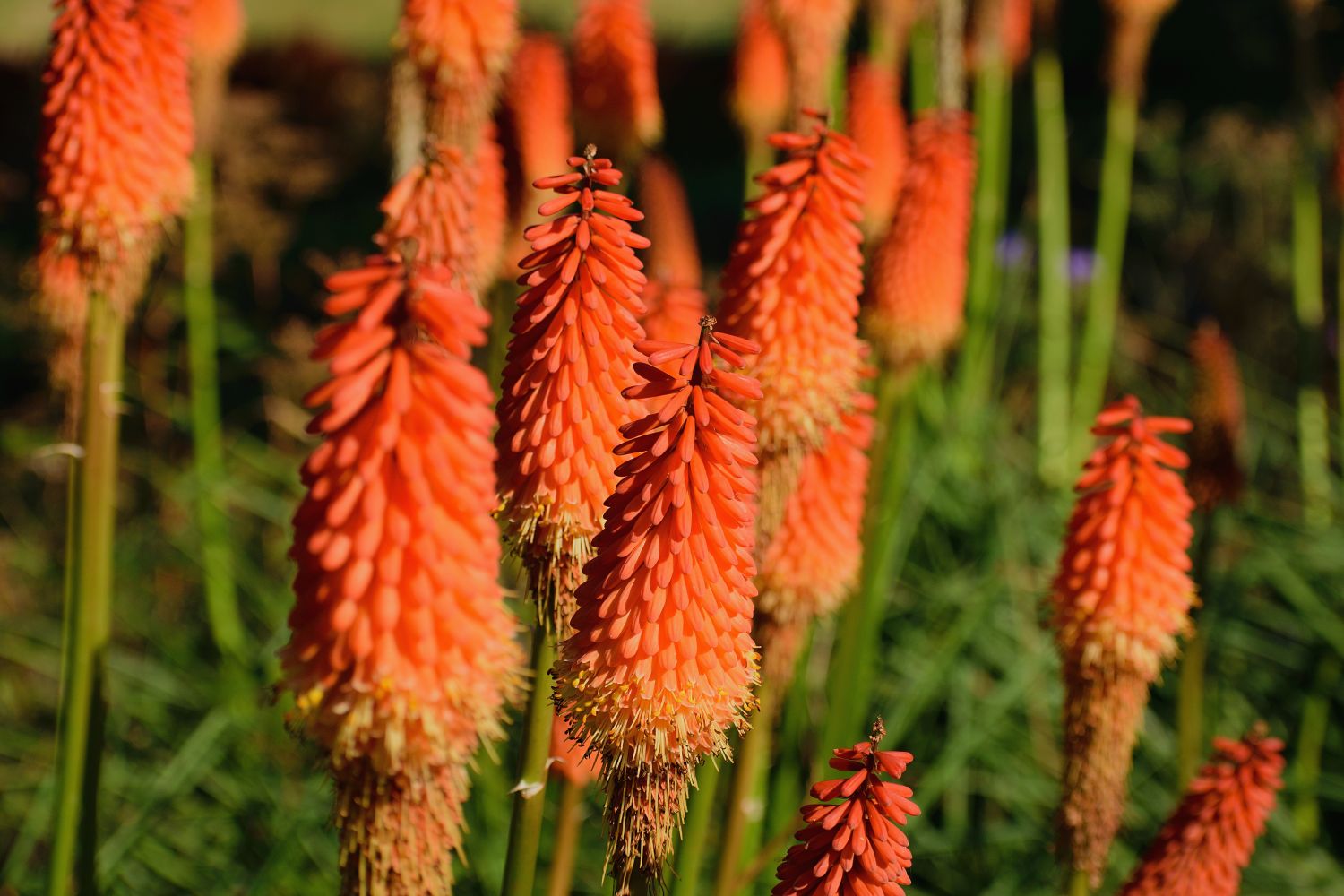 Perennial,Exotic,Grassy,Plant,Of,Kniphophia…