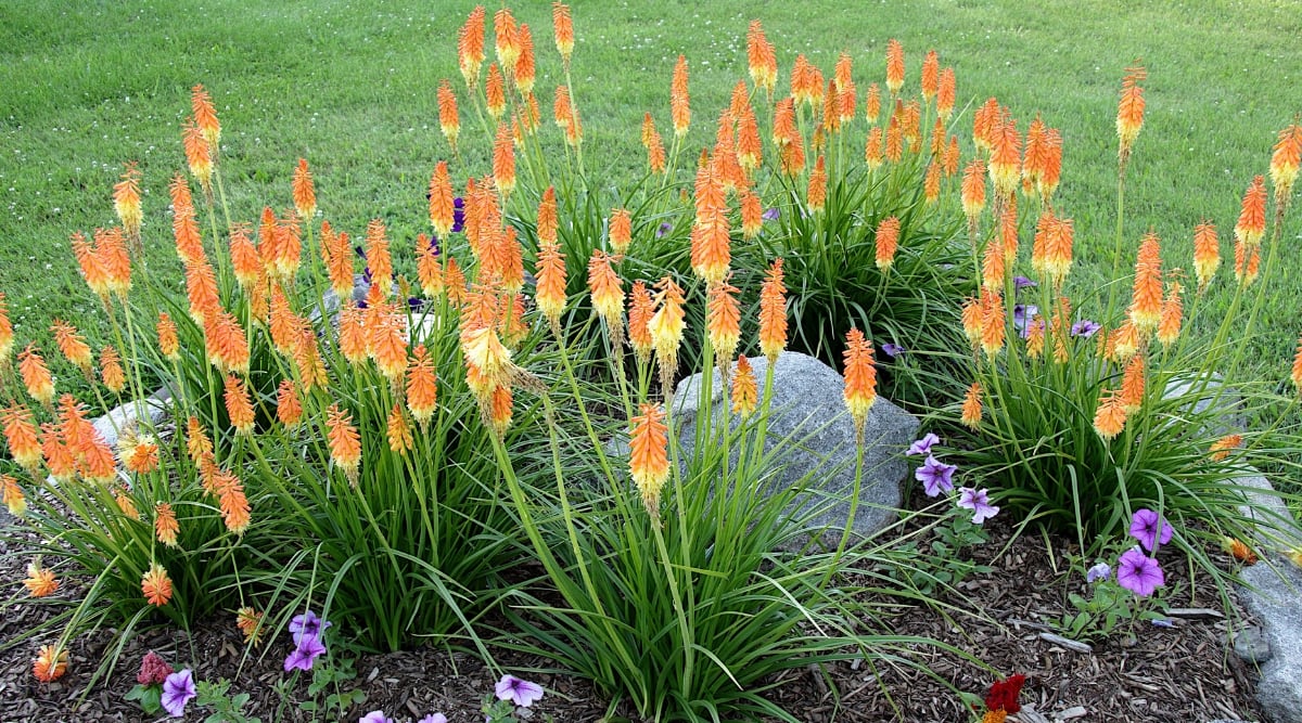 Kniphofia uvaria (7)