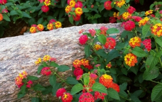 شاه پسند درختچه ای