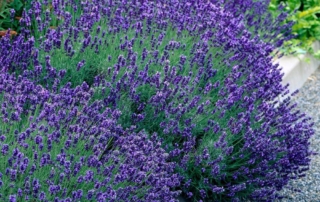 اسطوخدوس اسطوخودوس