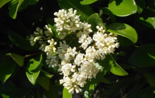 یاس هلندی