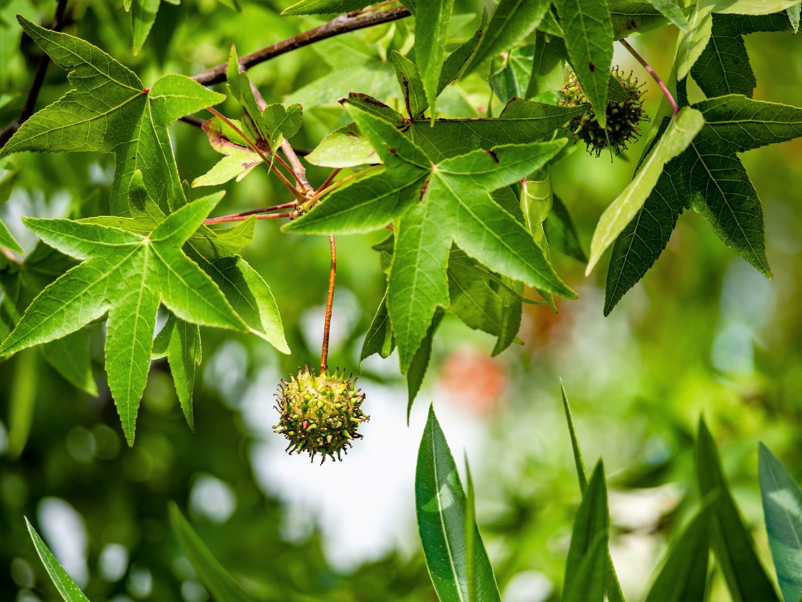Liquidambar orientalis (3)