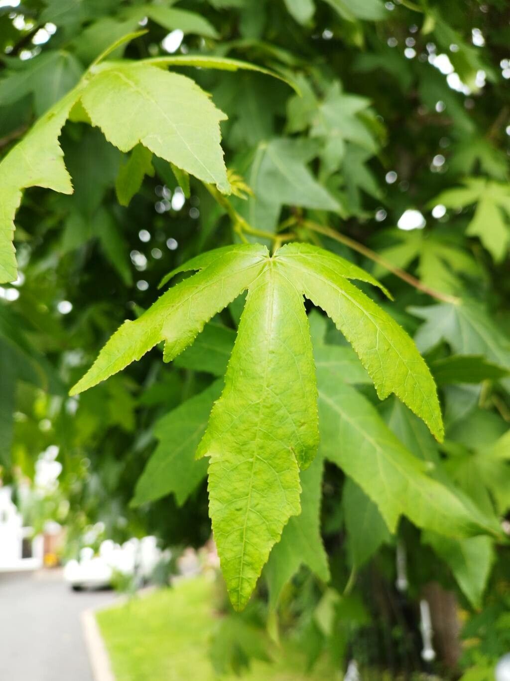 Liquidambar orientalis (5)
