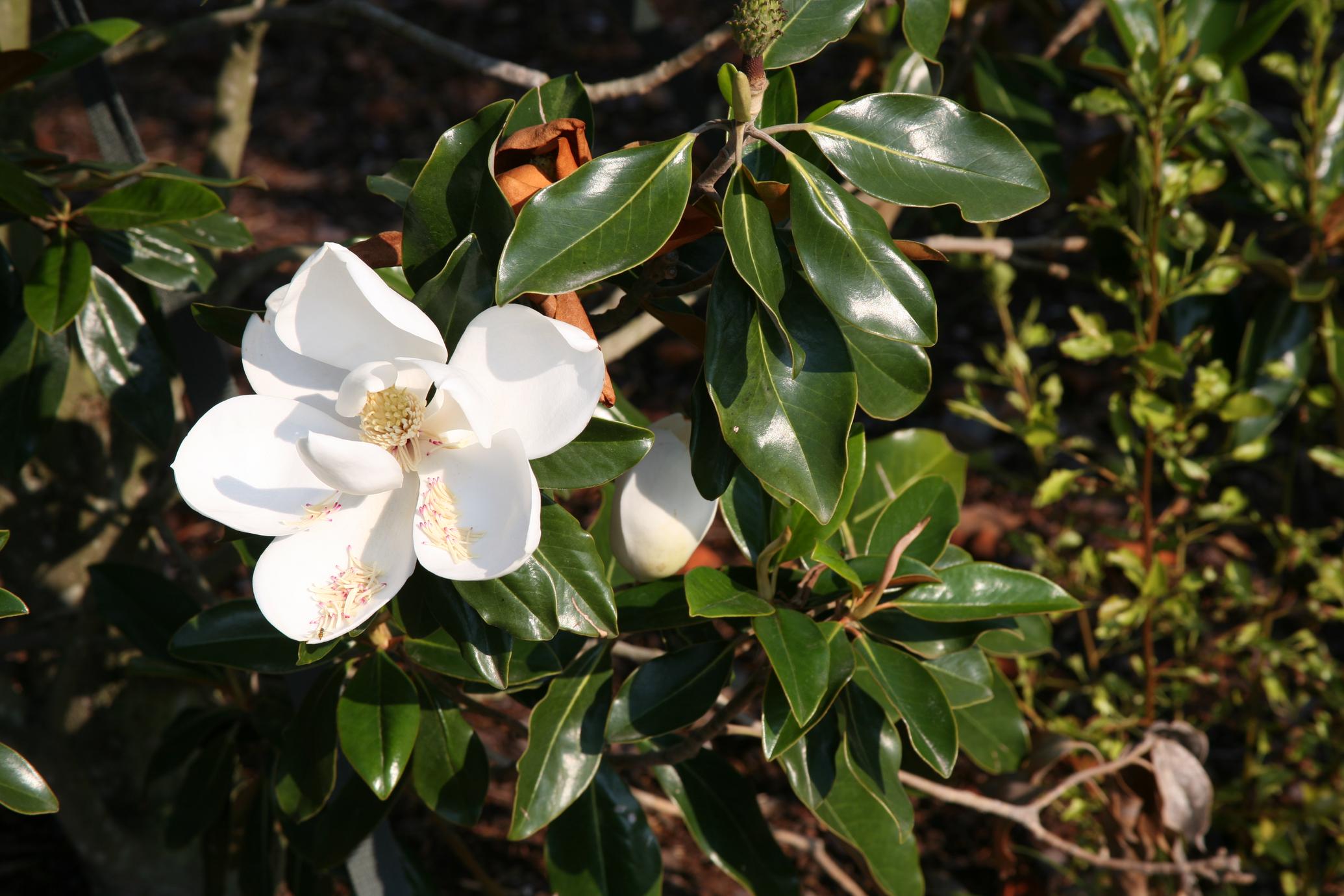 ماگنولیای سفید ماگنولیای سفید