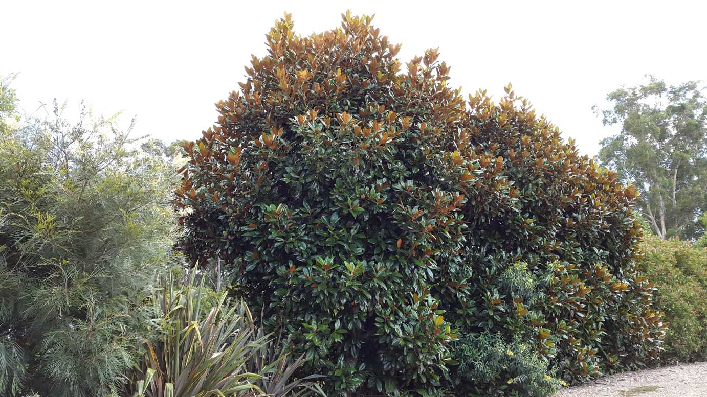 Magnolia grandiflora (4)