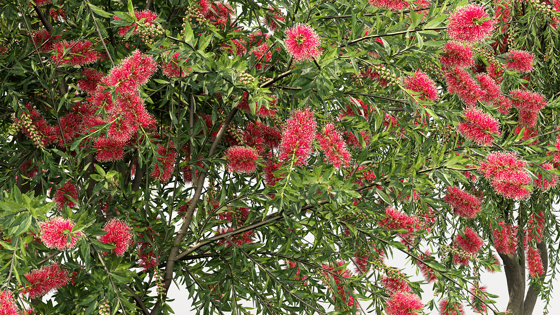 Melaleuca citrina (5)