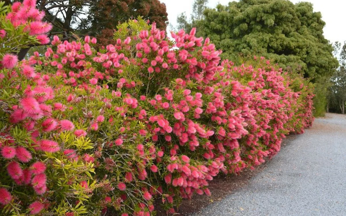 Melaleuca citrina (6)