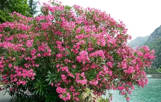 خرزهره
