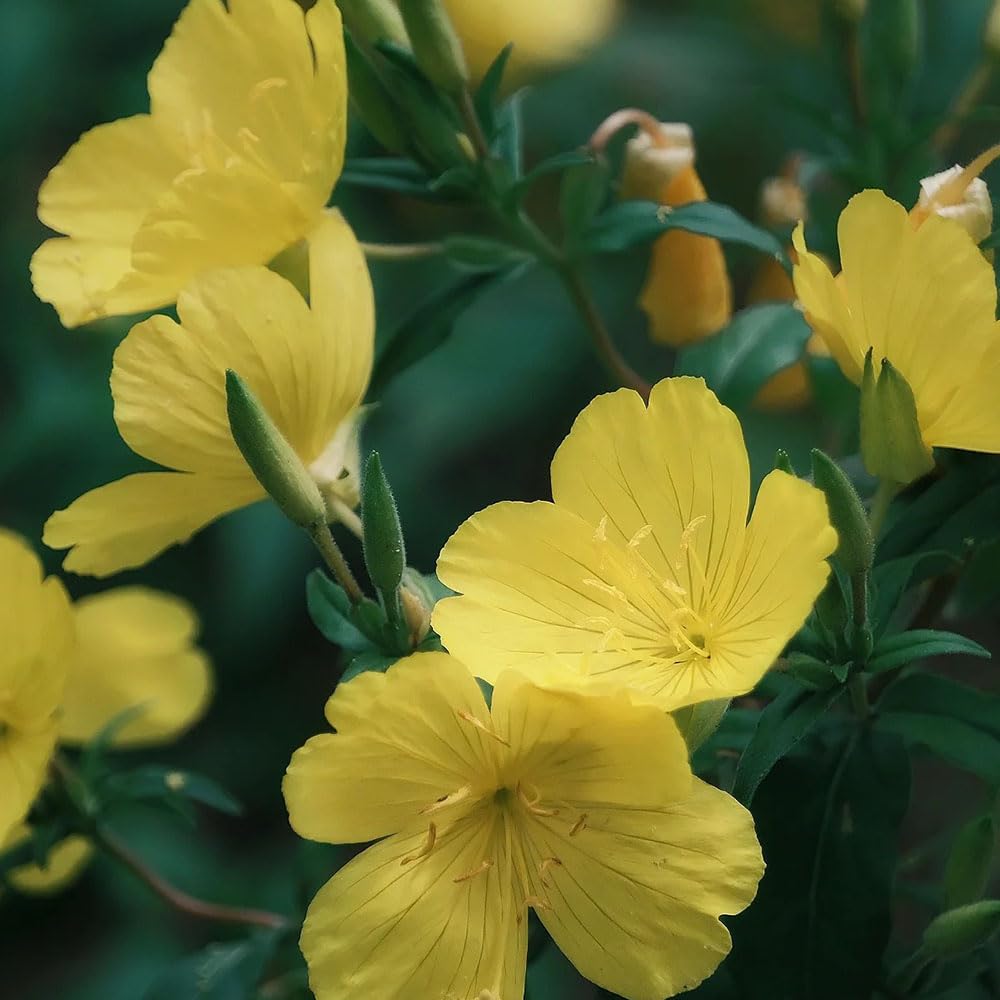 Oenothera biennis (1)