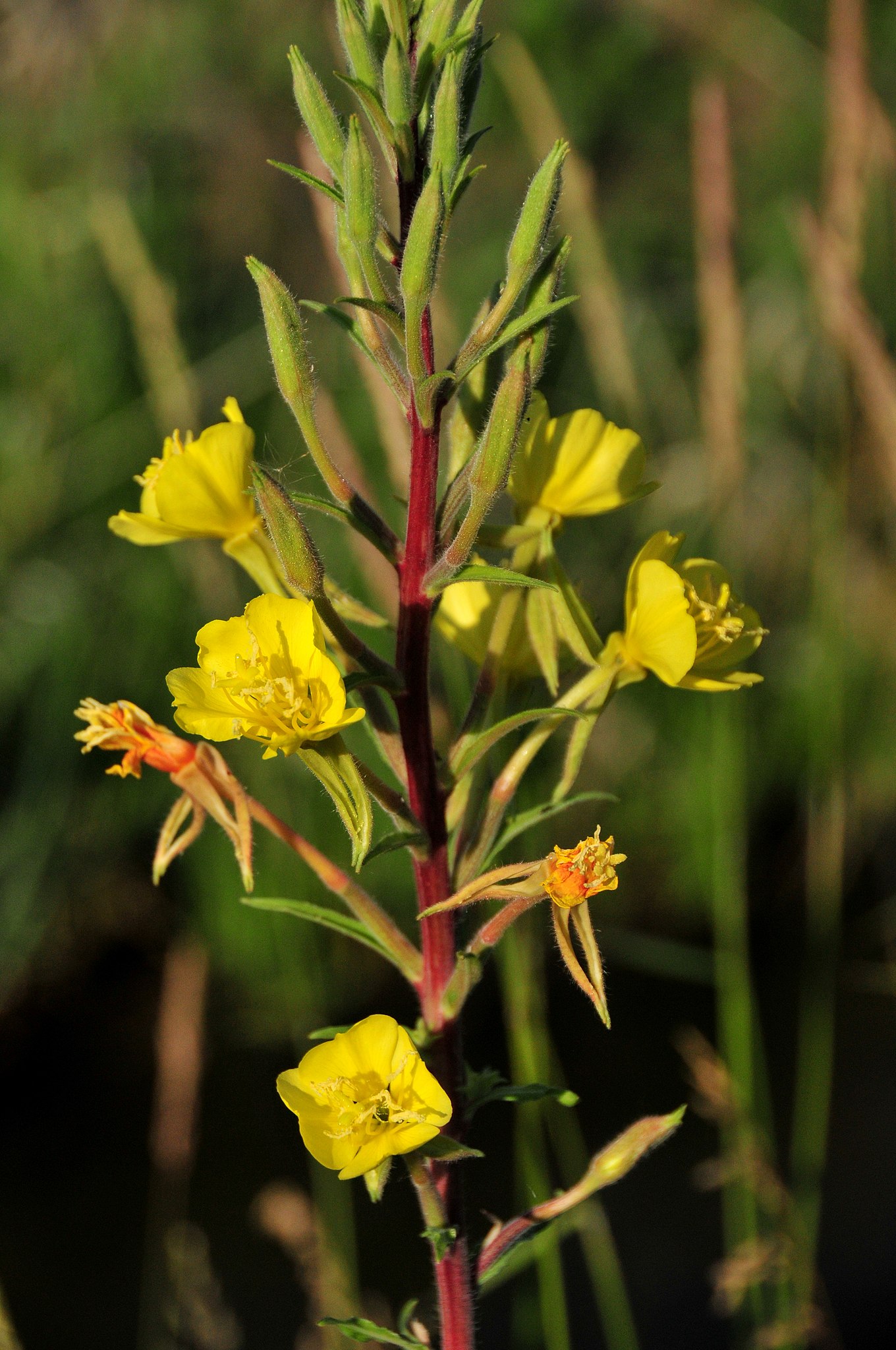 Oenothera biennis (3)