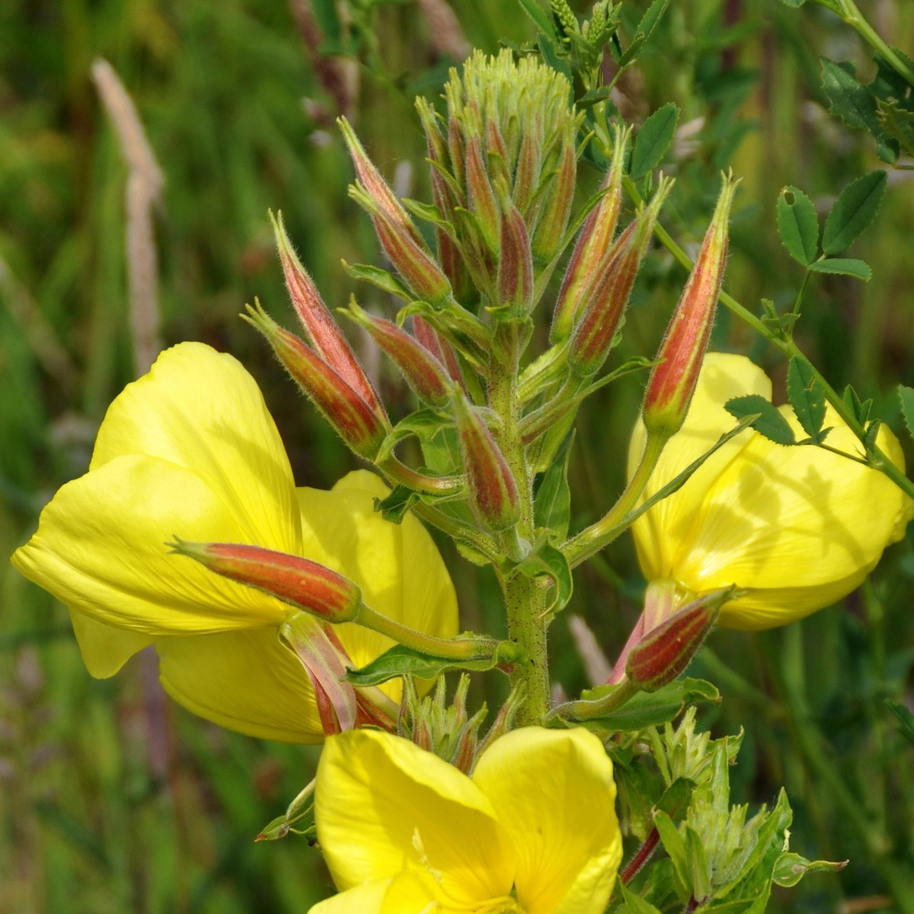 Oenothera biennis (4)