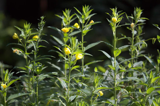 Oenothera biennis (7)