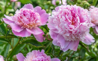 گل صد تومانی