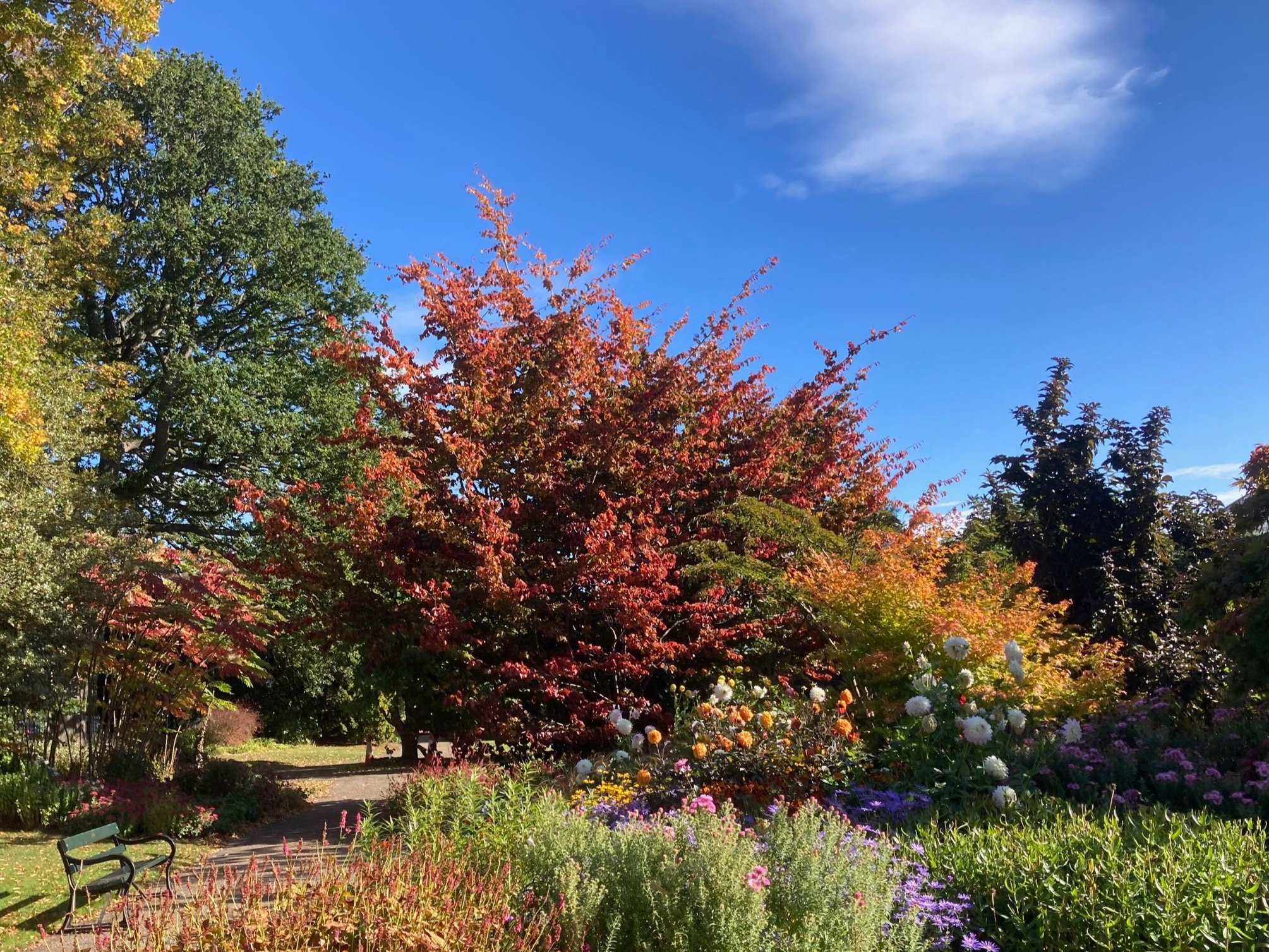 Parrotia persica (1)