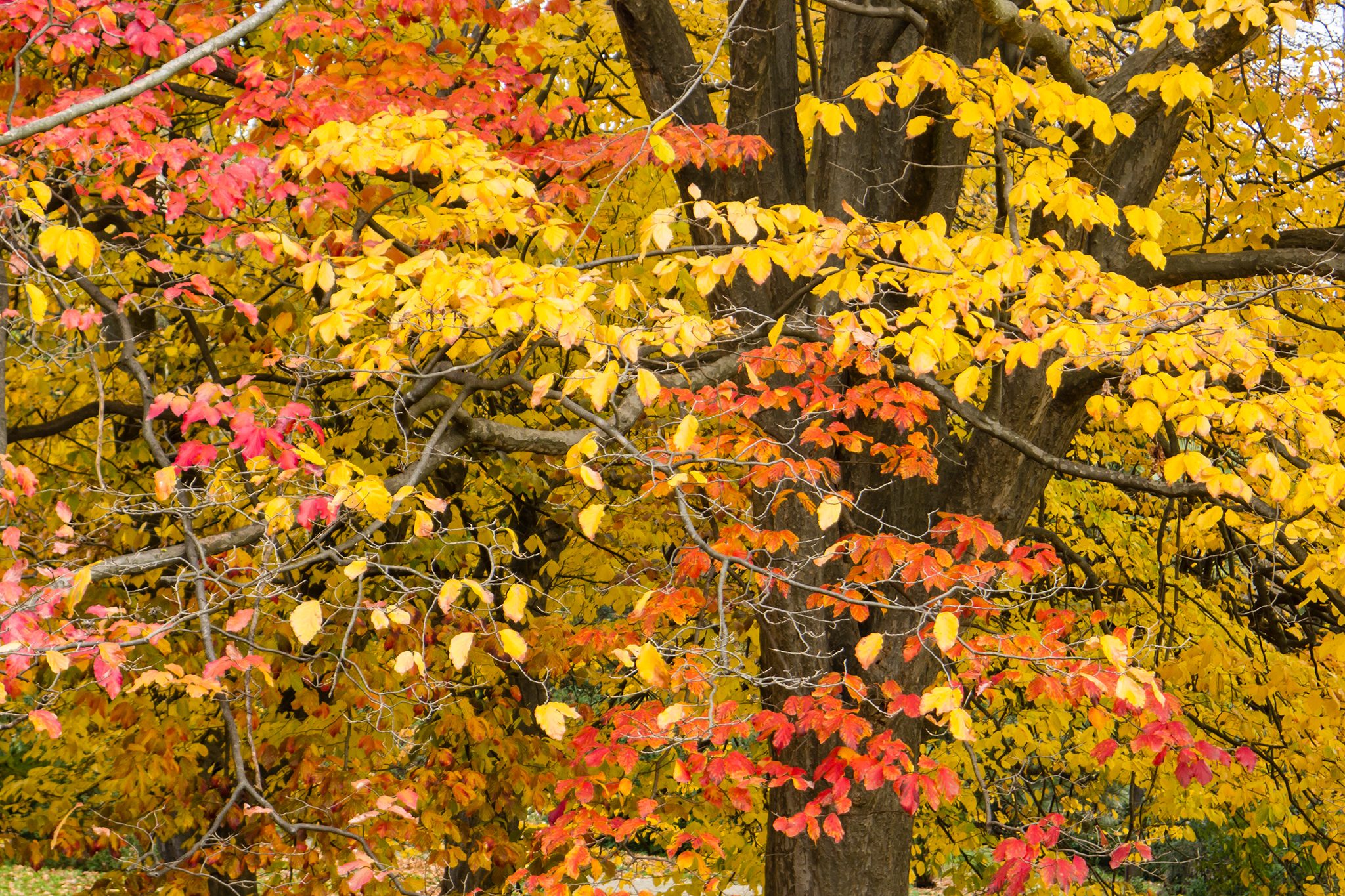 Parrotia persica (2)