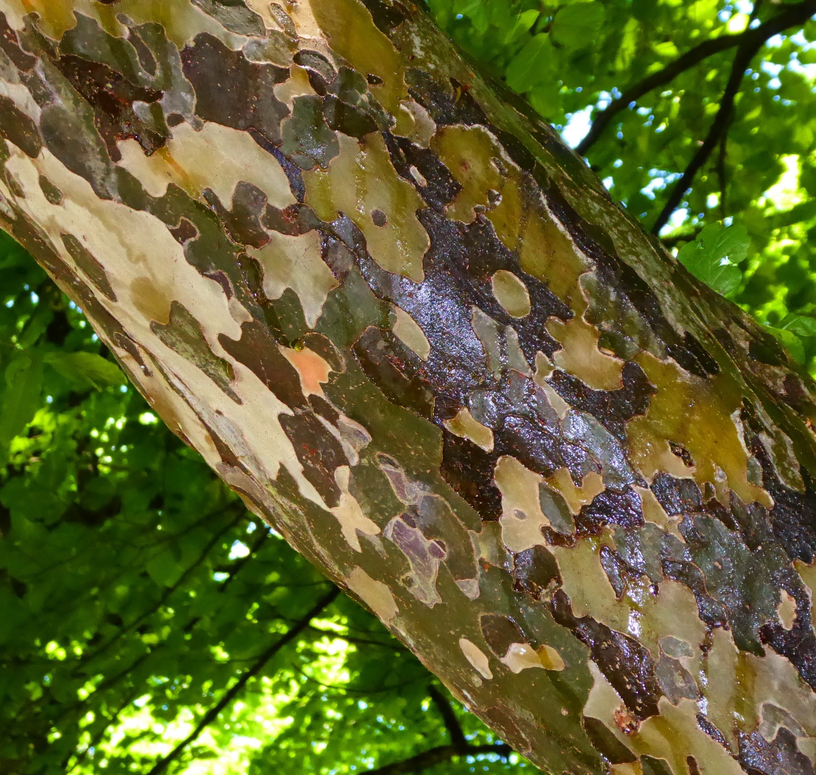 Parrotia persica (6)