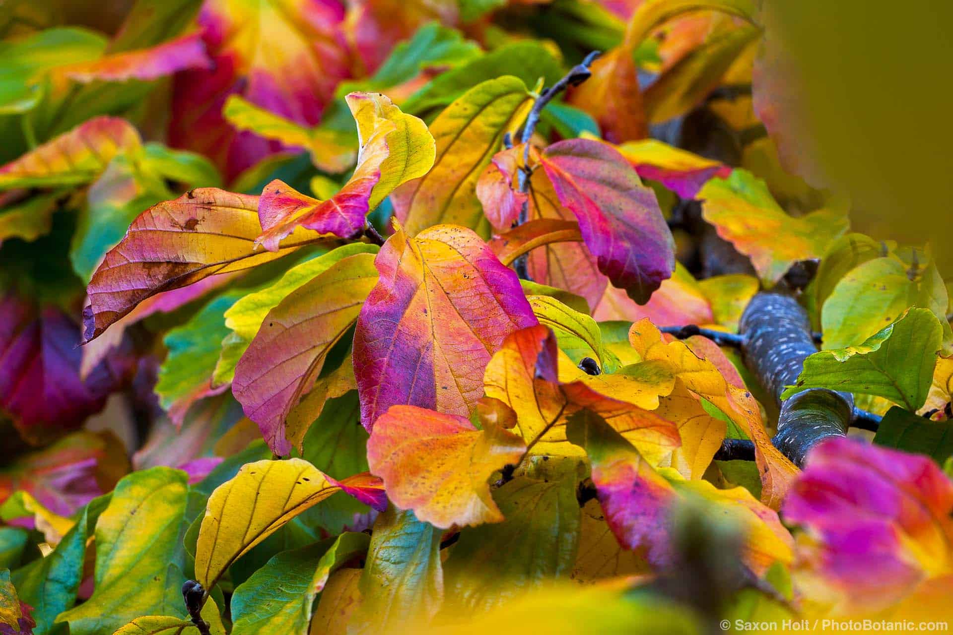 Parrotia persica (Persian Ironwood) leaves in fall color, Gary Ratway garden