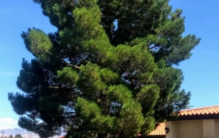 کاج تهران