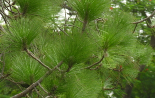 کاج کاشفی