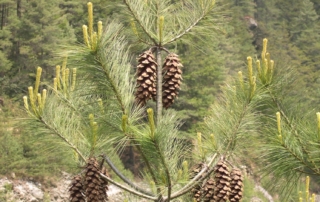 کاج زیبا