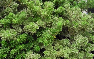 میخک هندی