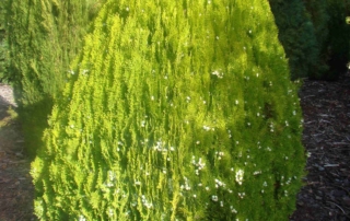 سرو تبری