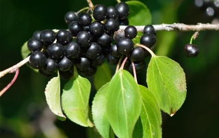 رامنوس