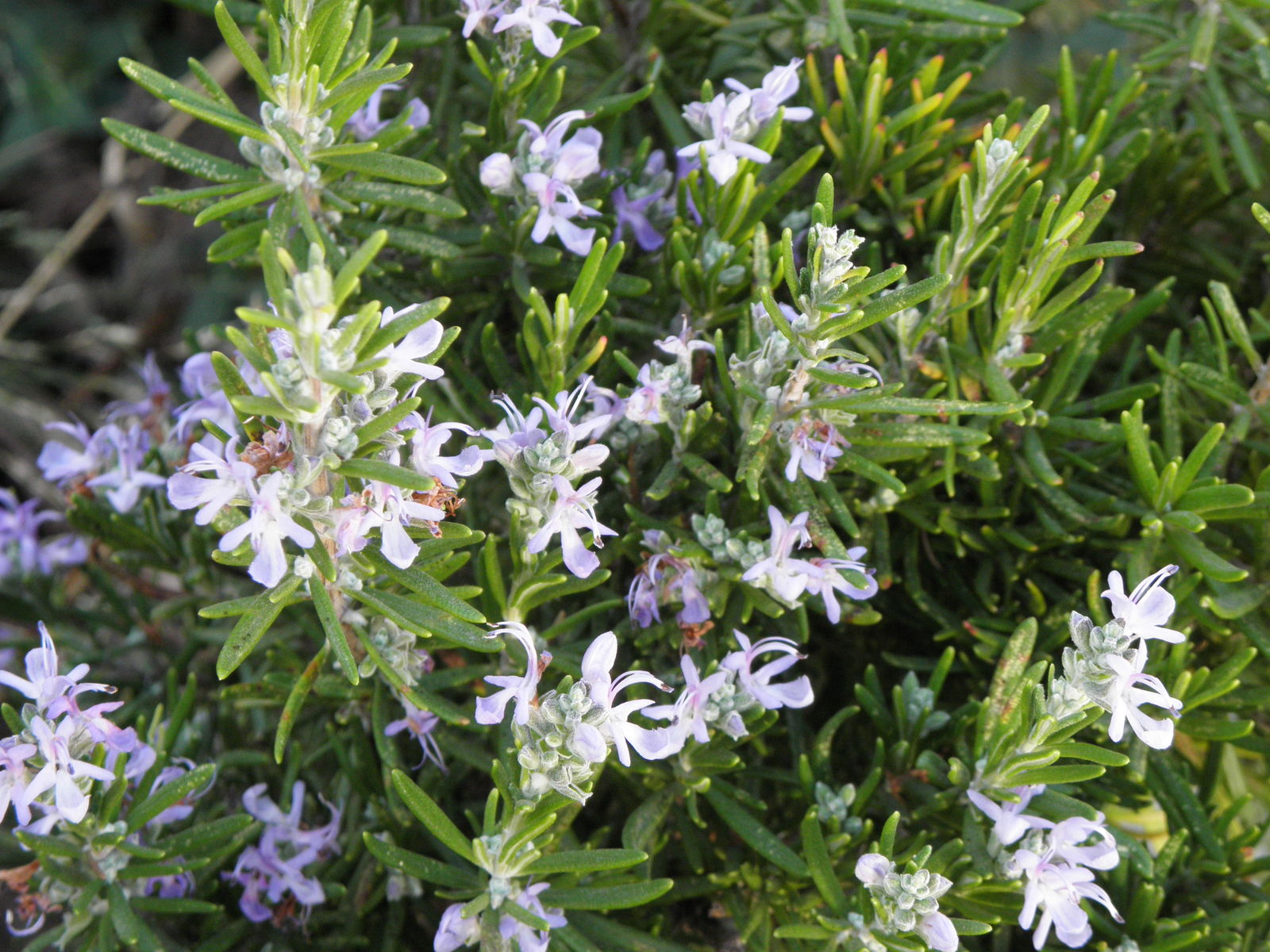 رزماری رزماری