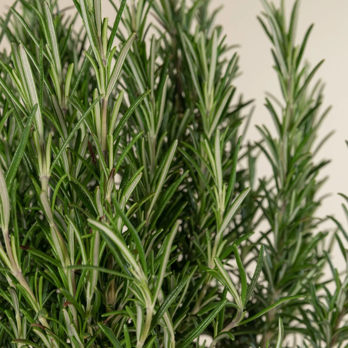 Salvia rosmarinus (1)