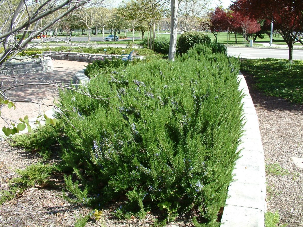 Salvia rosmarinus (3)