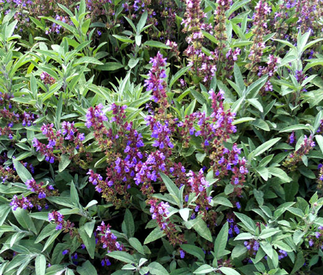 Salvia rosmarinus (4)