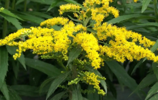 آبشار طلایی