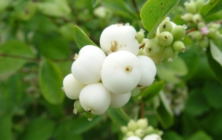 مروارید