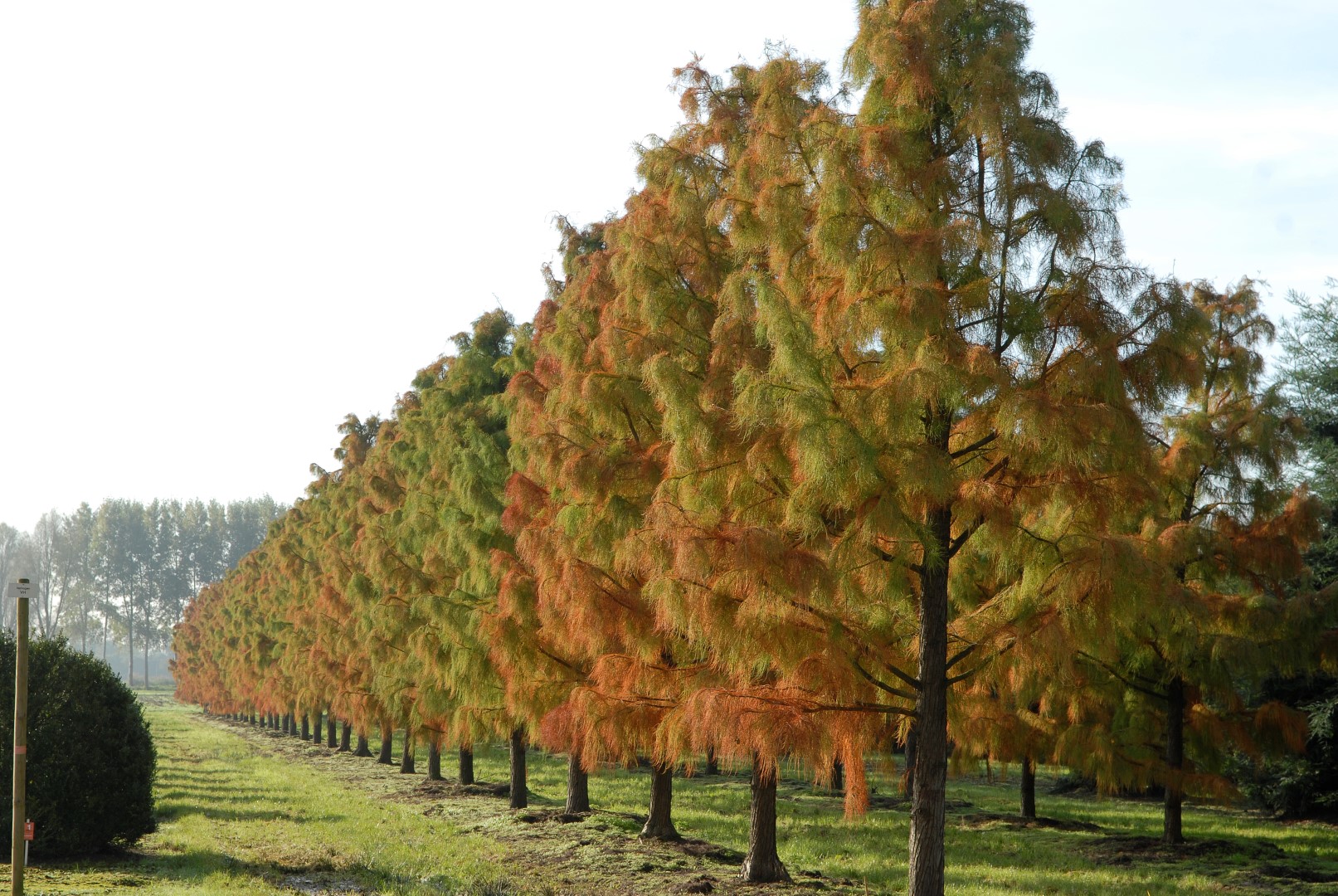Taxodium distichum (1)