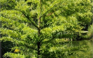 سرو مرداب