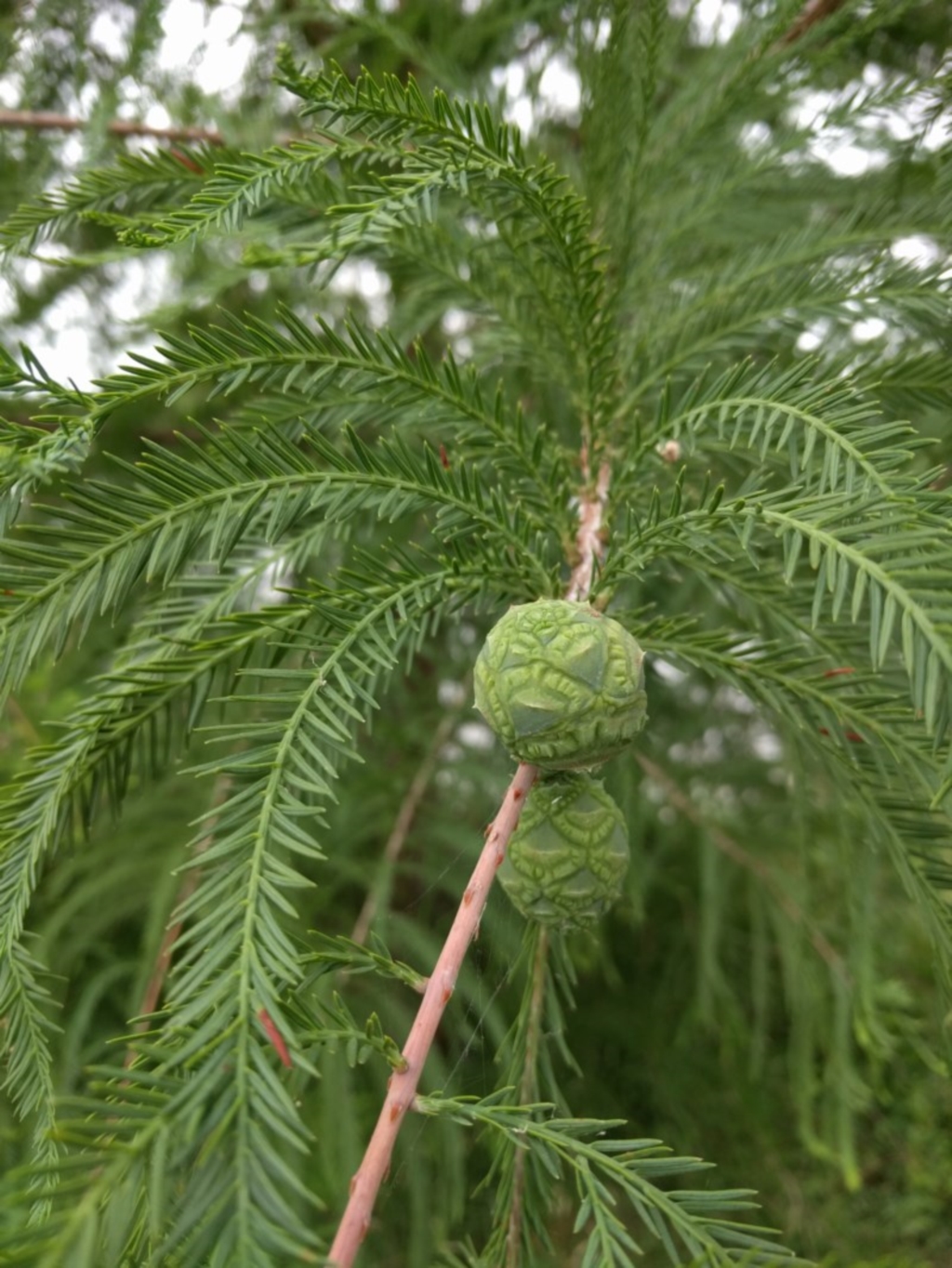 Taxodium distichum (3)