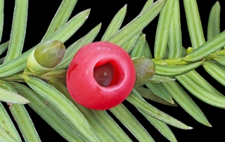 سرخدار