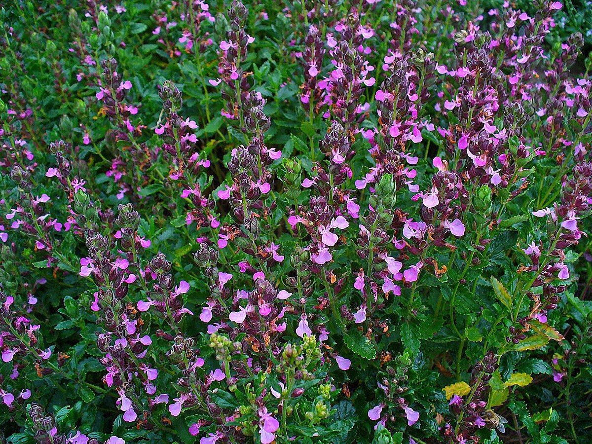 Teucrium chamaedrys (2)