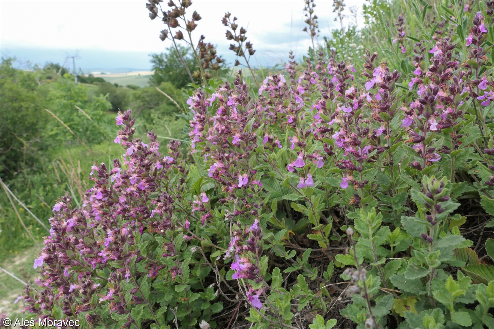 مریم نخودی مریم نخودی