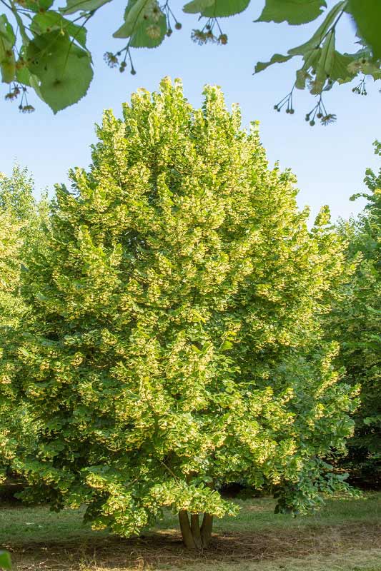 Tilia platyphyllos (2)