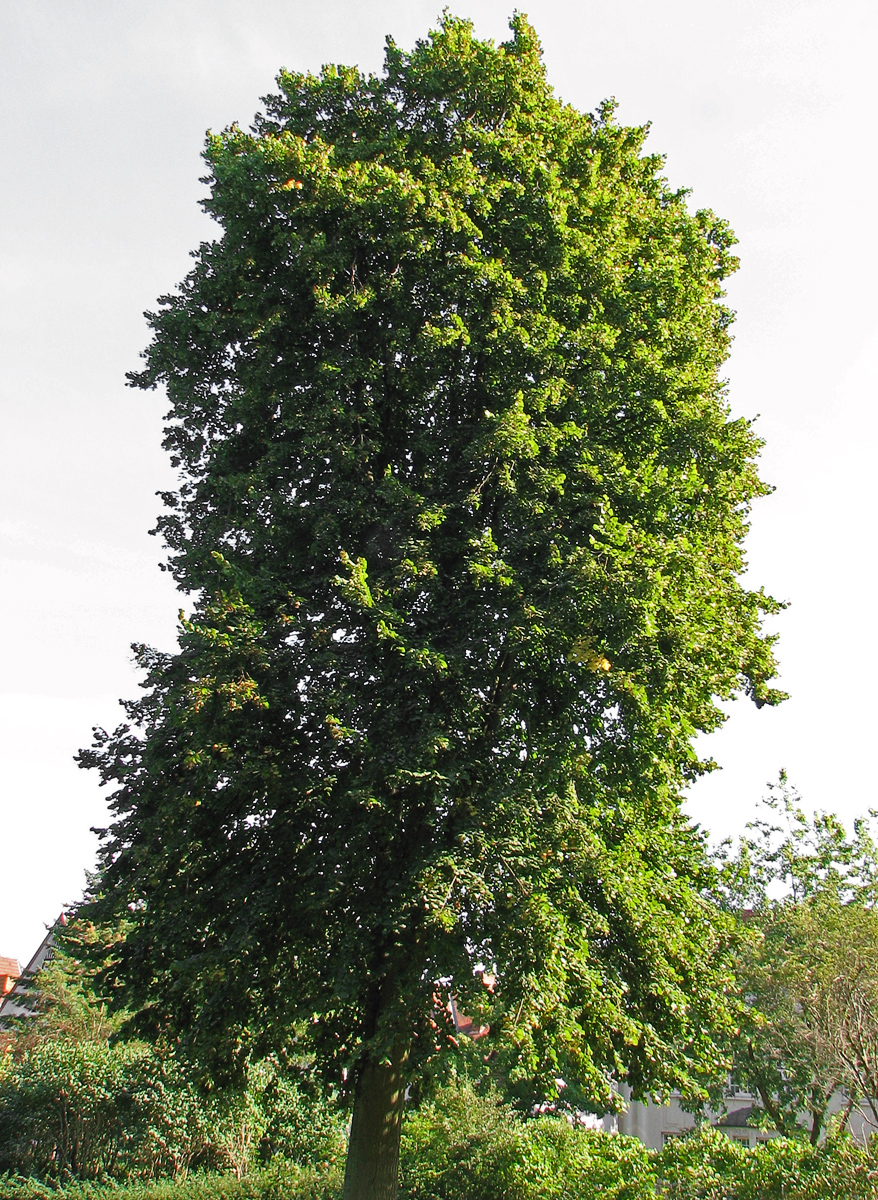 Tilia platyphyllos (3)