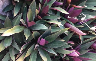 موسی در گهواره